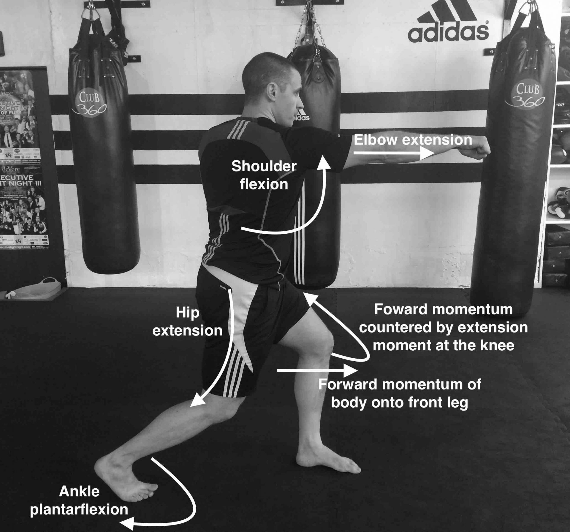 What Muscles Does Hitting A Heavy Bag Work PunchingBagsGuide